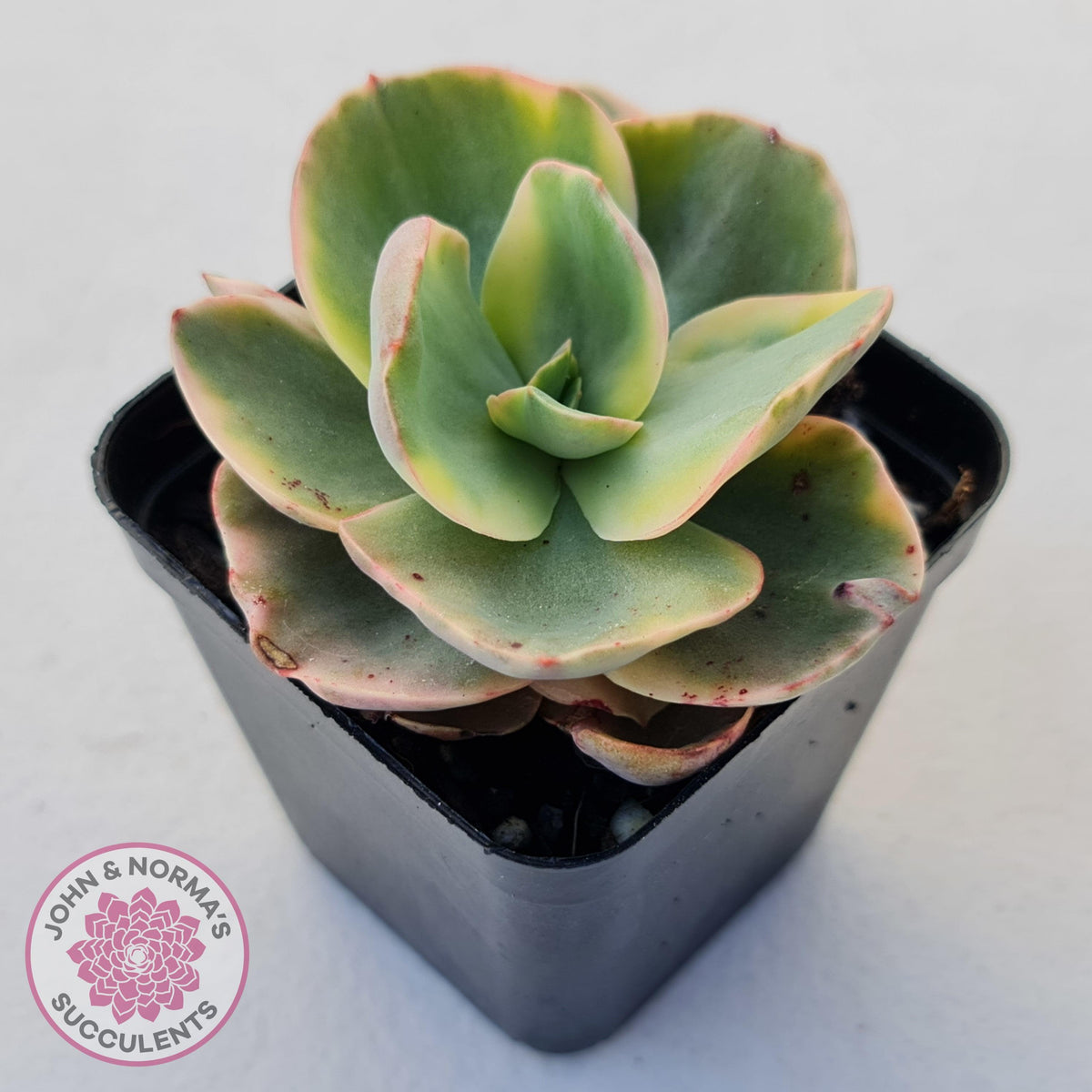 Echeveria Suyuon Variegated - Yellow Variegation