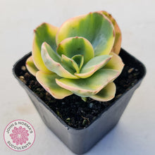 Load image into Gallery viewer, Echeveria Suyuon Variegated - Yellow Variegation - John & Norma's Succulents Australia
