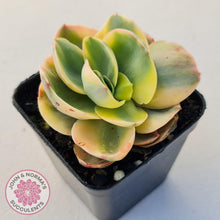 Load image into Gallery viewer, Echeveria Suyuon Variegated - Yellow Variegation - John & Norma's Succulents Australia