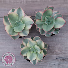 Load image into Gallery viewer, Echeveria Suyuon Variegated - Yellow Variegation - John & Norma's Succulents Australia