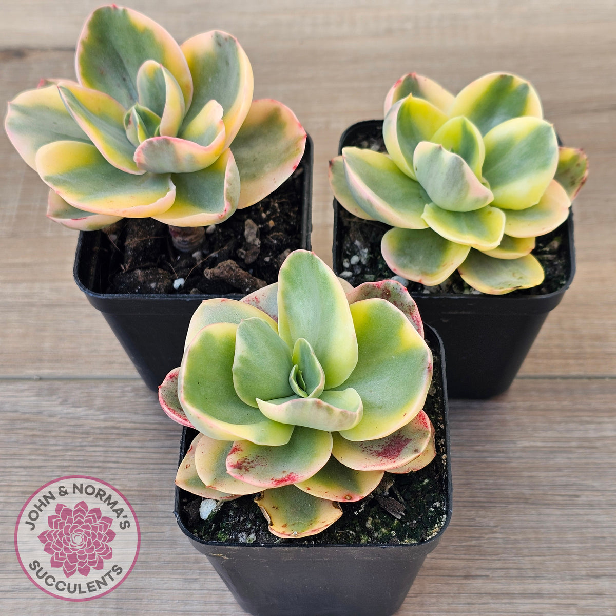 Echeveria Suyuon Variegated - Yellow Variegation