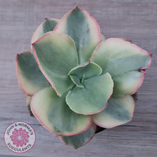 Load image into Gallery viewer, Echeveria Suyuon Variegated - Yellow Variegation - John & Norma's Succulents Australia