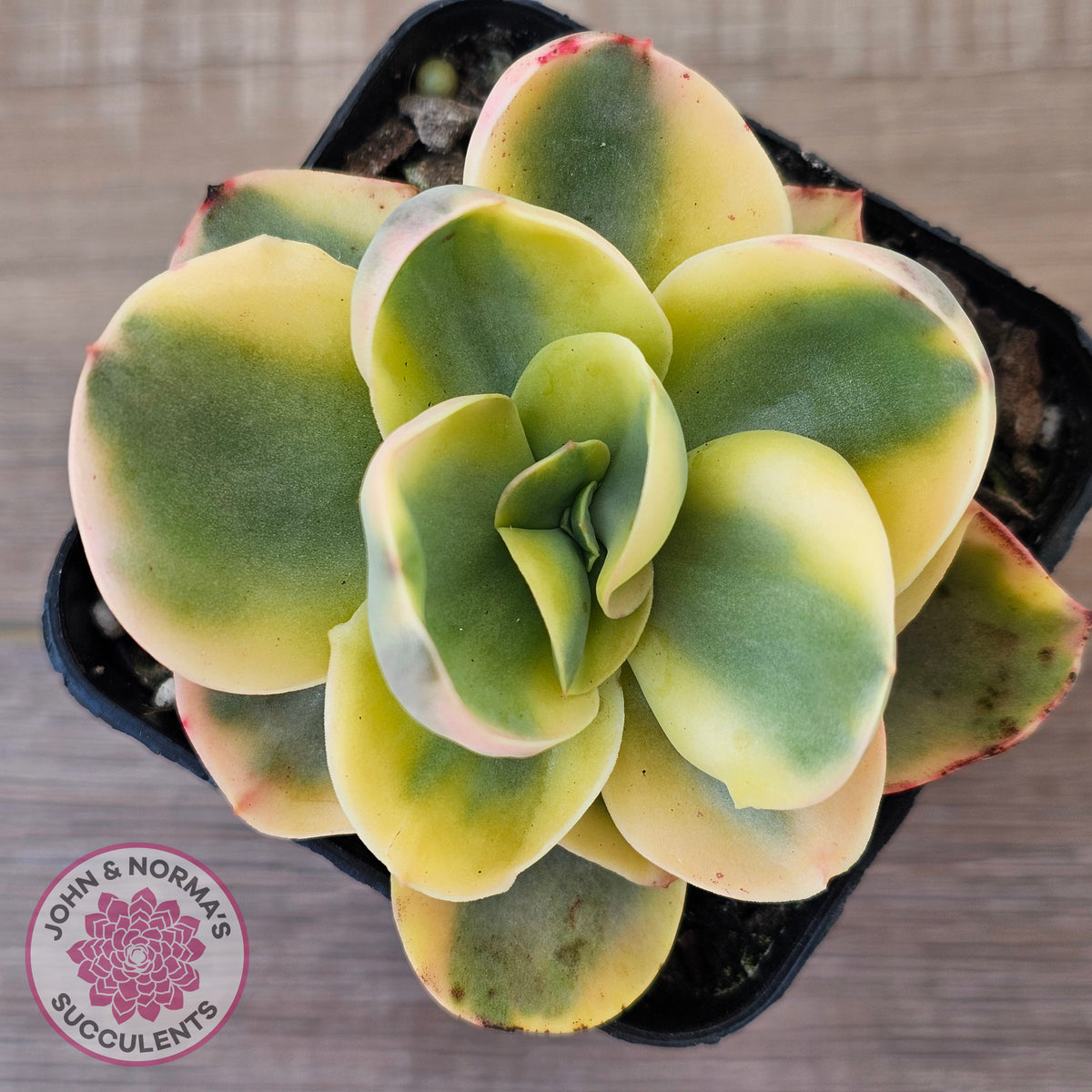 Echeveria Suyuon Variegated - Yellow Variegation