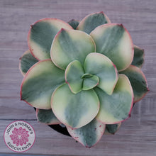 Load image into Gallery viewer, Echeveria Suyuon Variegated - Yellow Variegation - John & Norma's Succulents Australia