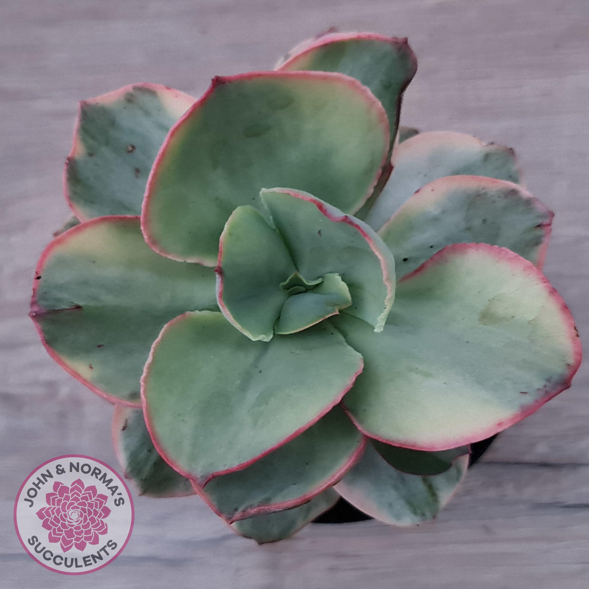 Echeveria Suyuon Variegated - Yellow Variegation