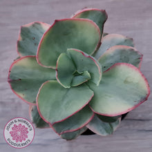 Load image into Gallery viewer, Echeveria Suyuon Variegated - Yellow Variegation - John & Norma's Succulents Australia