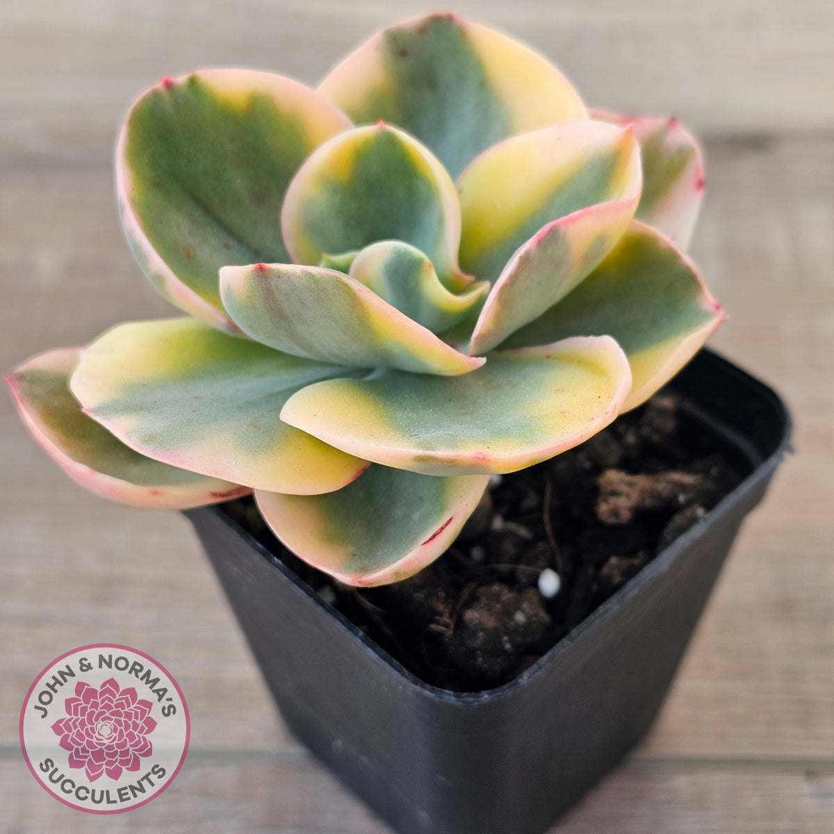 Echeveria Suyuon Variegated - Yellow Variegation