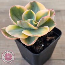 Load image into Gallery viewer, Echeveria Suyuon Variegated - Yellow Variegation