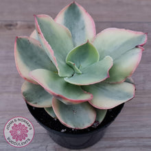 Load image into Gallery viewer, Echeveria Suyuon Variegated - Yellow Variegation - John & Norma's Succulents Australia