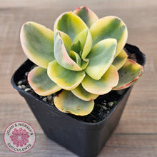 Load image into Gallery viewer, Echeveria Suyuon Variegated - Yellow Variegation