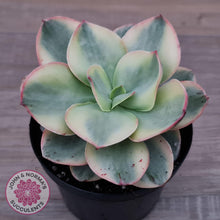 Load image into Gallery viewer, Echeveria Suyuon Variegated - Yellow Variegation - John & Norma's Succulents Australia