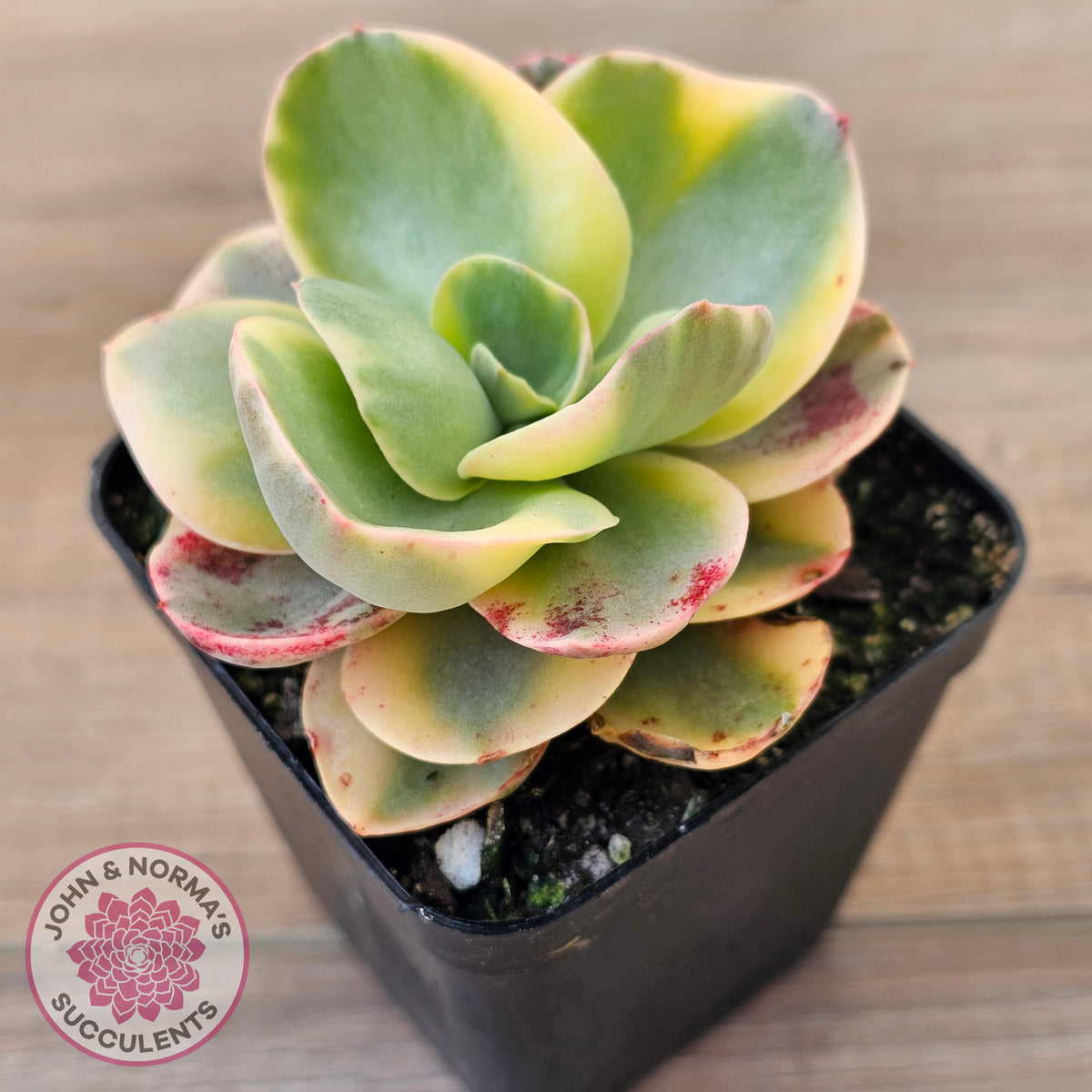 Echeveria Suyuon Variegated - Yellow Variegation