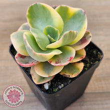 Load image into Gallery viewer, Echeveria Suyuon Variegated - Yellow Variegation