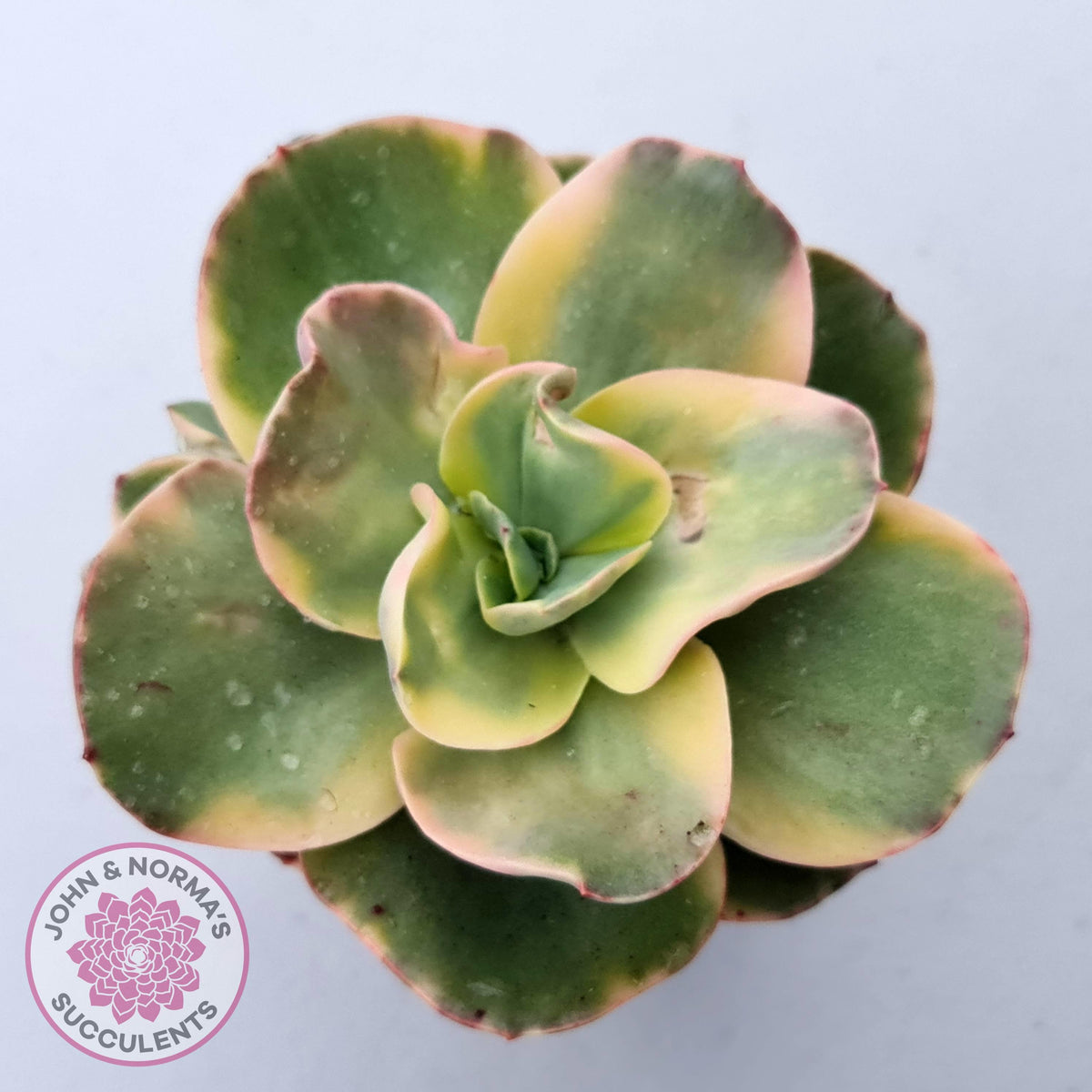 Echeveria Suyuon Variegated - Yellow Variegation
