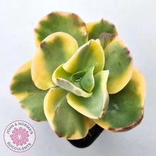 Load image into Gallery viewer, Echeveria Suyuon Variegated - Yellow Variegation - John & Norma's Succulents Australia