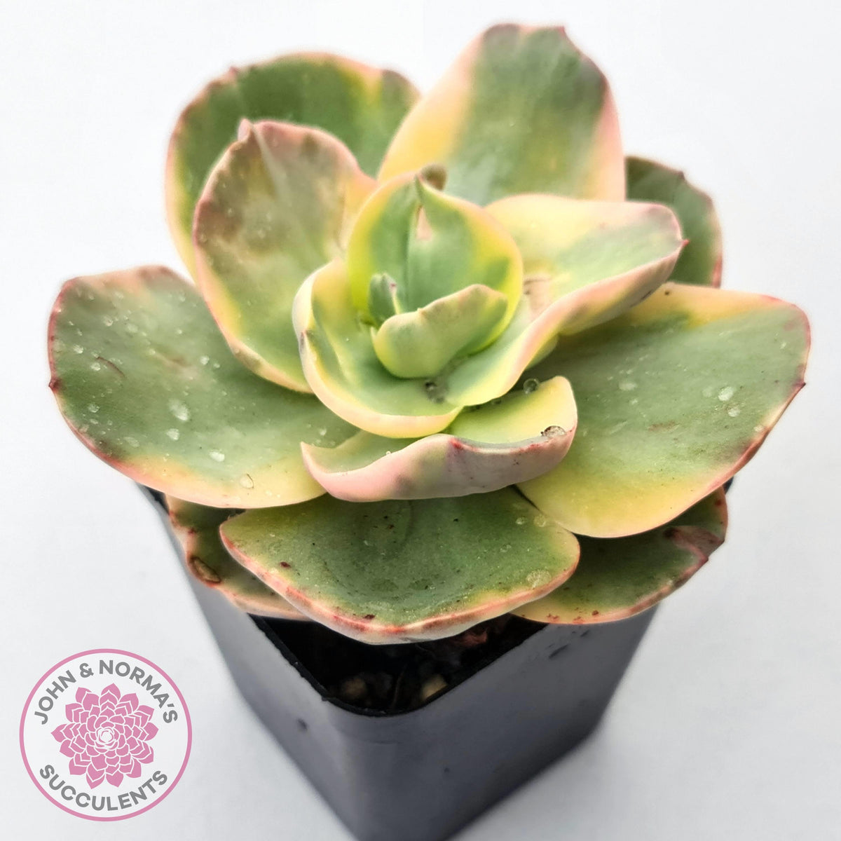 Echeveria Suyuon Variegated - Yellow Variegation