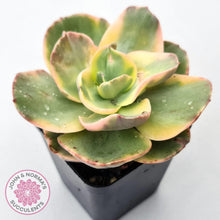 Load image into Gallery viewer, Echeveria Suyuon Variegated - Yellow Variegation - John & Norma's Succulents Australia