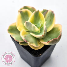 Load image into Gallery viewer, Echeveria Suyuon Variegated - Yellow Variegation - John & Norma's Succulents Australia