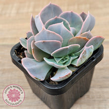 Load image into Gallery viewer, Echeveria 'Swan Lake'