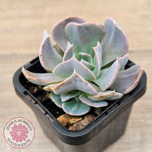 Load image into Gallery viewer, Echeveria 'Swan Lake'