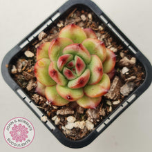 Load image into Gallery viewer, Echeveria TM - John & Norma's Succulents Australia