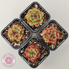 Load image into Gallery viewer, Echeveria TM - John & Norma's Succulents Australia