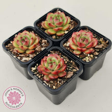 Load image into Gallery viewer, Echeveria TM - John & Norma's Succulents Australia