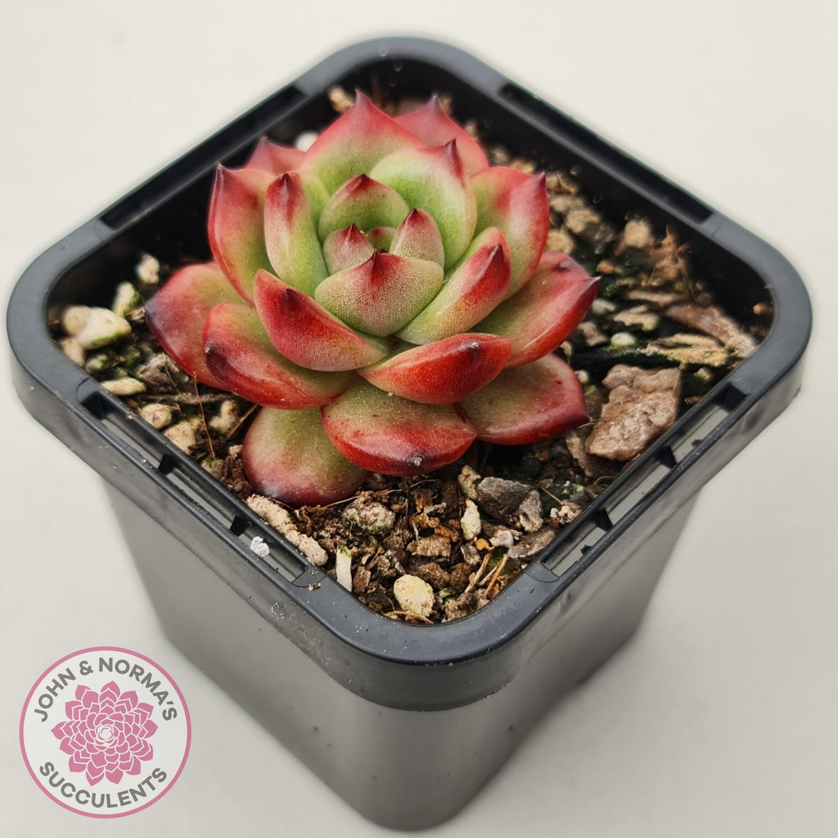 Echeveria TM