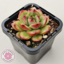 Load image into Gallery viewer, Echeveria TM - John & Norma's Succulents Australia
