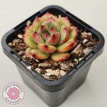 Load image into Gallery viewer, Echeveria TM - John & Norma's Succulents Australia