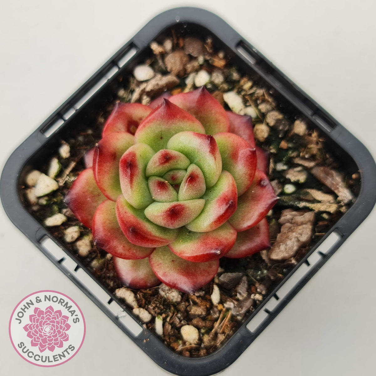 Echeveria TM