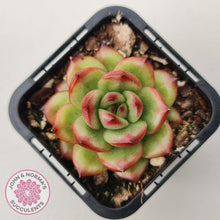 Load image into Gallery viewer, Echeveria TM - John & Norma's Succulents Australia