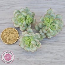 Load image into Gallery viewer, Echeveria Tango Silk Variegata - Cutting x 3