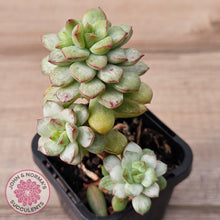 Load image into Gallery viewer, Echeveria Tango Silk Variegata