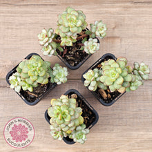 Load image into Gallery viewer, Echeveria Tango Silk Variegata
