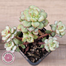 Load image into Gallery viewer, Echeveria Tango Silk Variegata