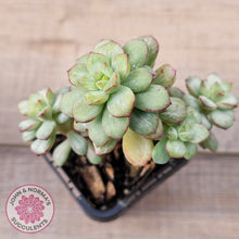 Load image into Gallery viewer, Echeveria Tango Silk Variegata