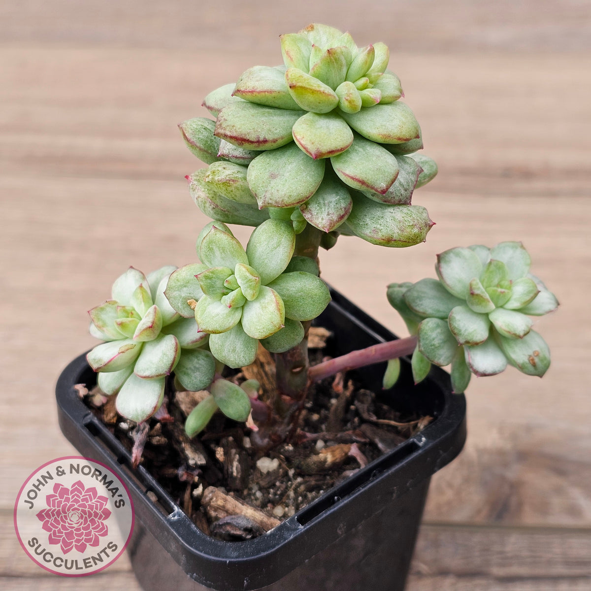 Echeveria Tango Silk Variegata