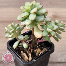 Load image into Gallery viewer, Echeveria Tango Silk Variegata