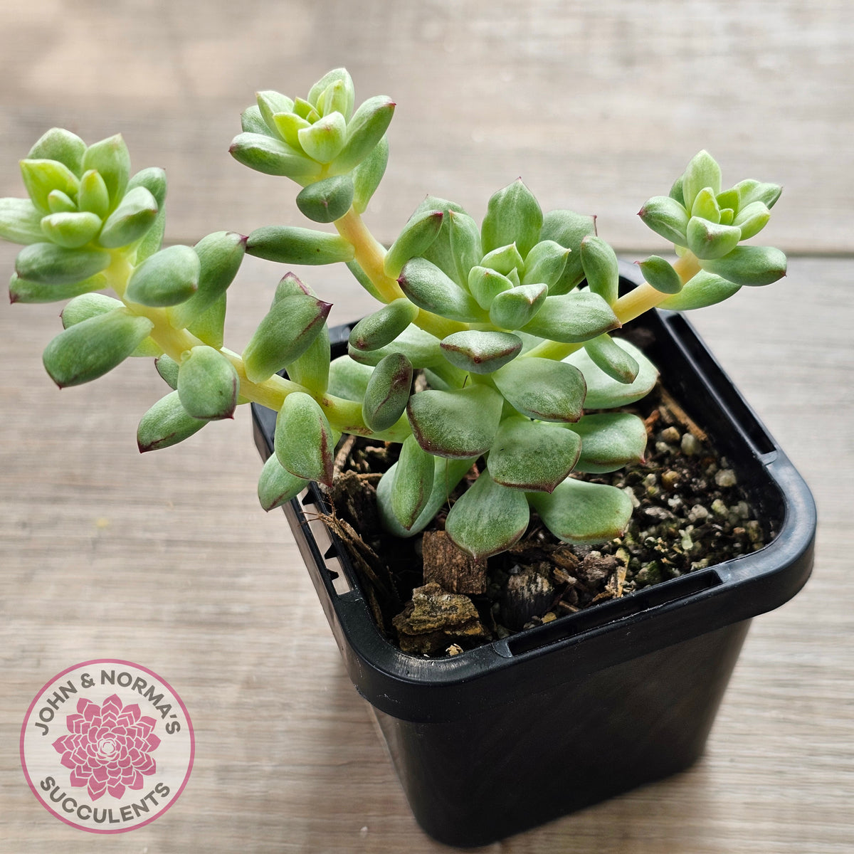 Echeveria Tango Silk Variegata