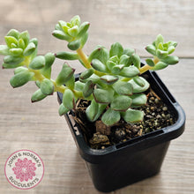 Load image into Gallery viewer, Echeveria Tango Silk Variegata