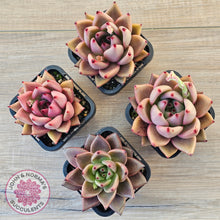 Load image into Gallery viewer, Echeveria 'Taurus'