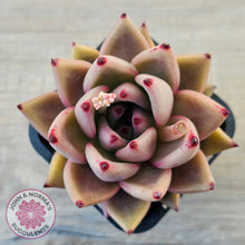 Load image into Gallery viewer, Echeveria 'Taurus'