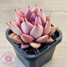 Load image into Gallery viewer, Echeveria 'Taurus'