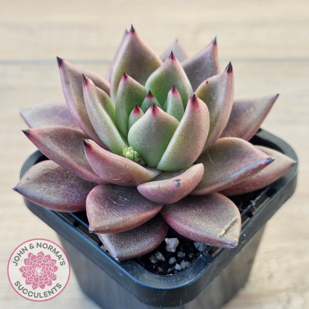 Echeveria 'Taurus'