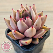Load image into Gallery viewer, Echeveria 'Taurus'