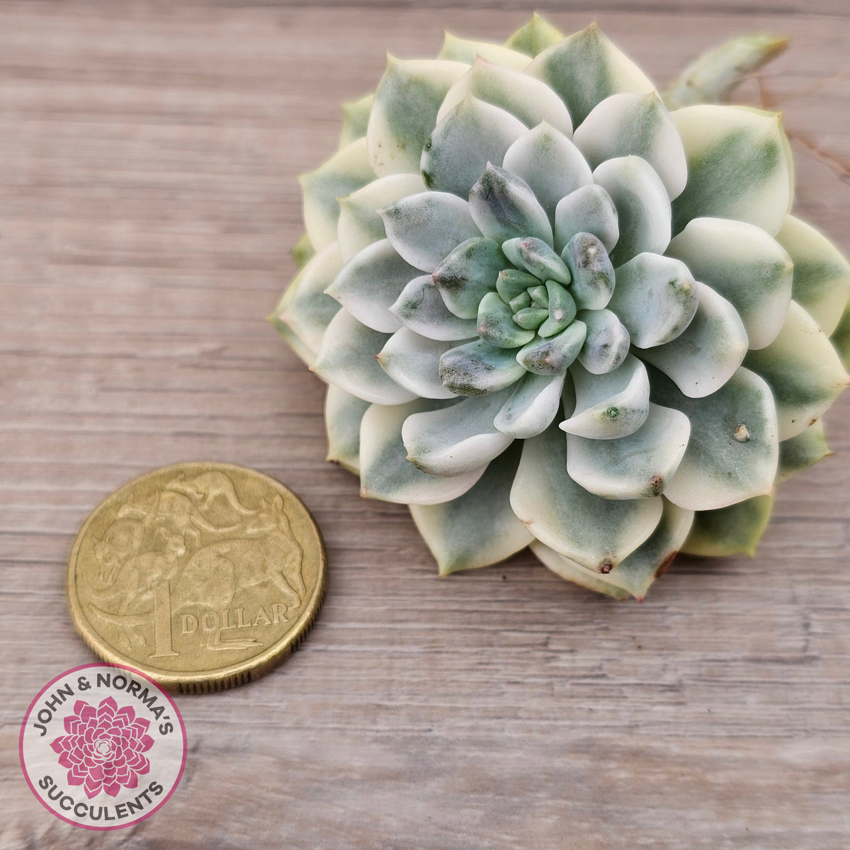 Echeveria 'Tinkerbell' Variegated Cutting/s