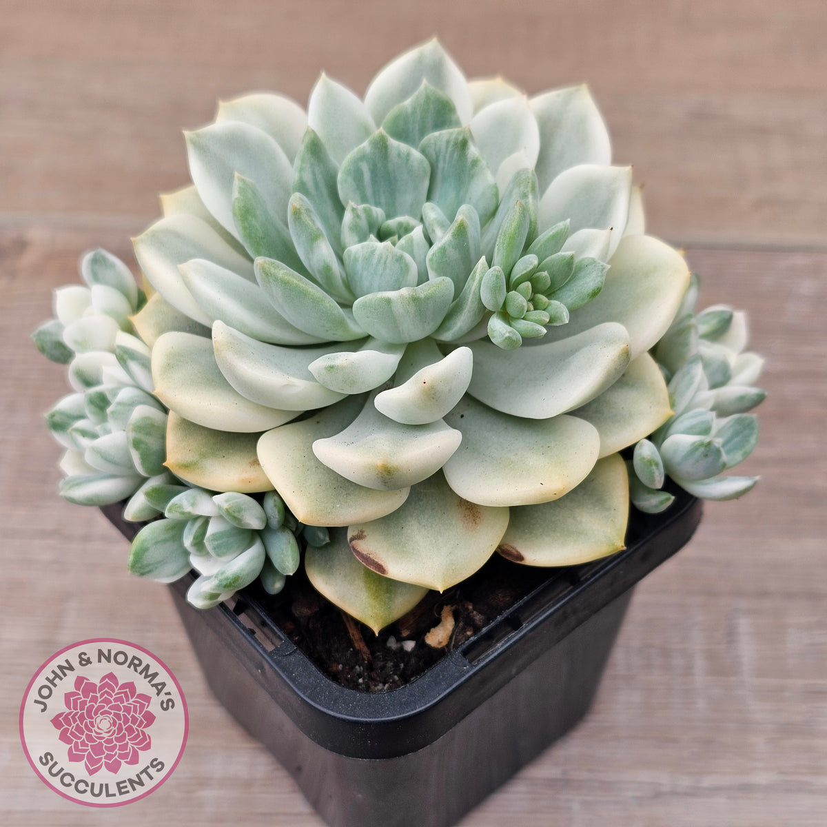 Echeveria 'Tinkerbell' Variegated
