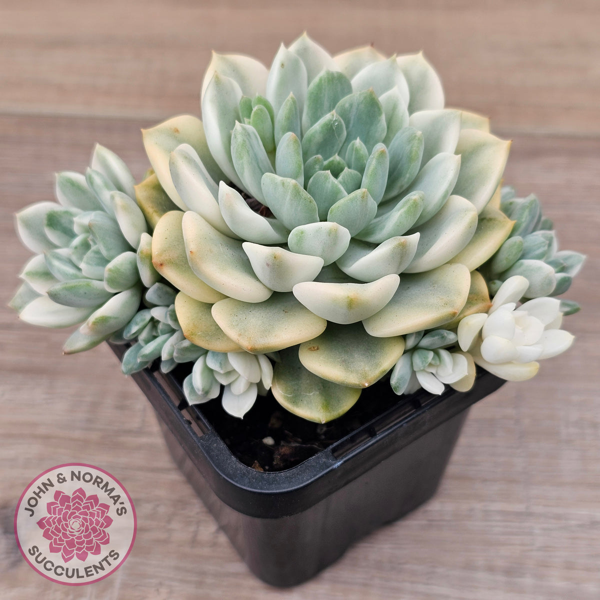 Echeveria 'Tinkerbell' Variegated