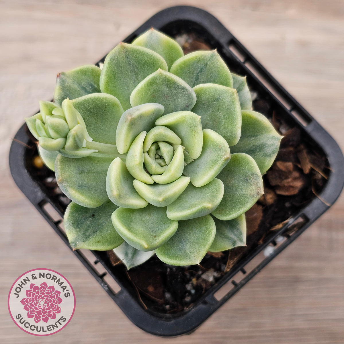 Echeveria 'Tinkerbell' Variegated